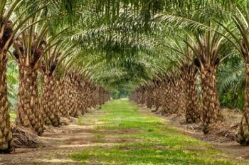 Lahan PTPN V Diminta Jadi Objek Reforma Agraria